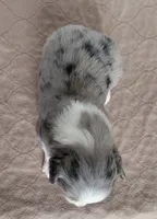 Camellia , a female Miniature Australian Shepherd for sale in Hayfield, MN – 4 of 4
