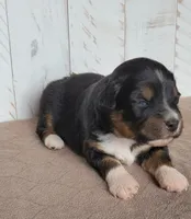 Violet , a female Miniature Australian Shepherd for sale in Hayfield, MN – 3 of 5