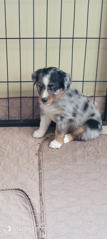 Dodger – Miniature Australian Shepherd puppy for sale in Hayfield, MN