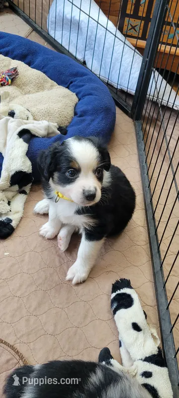 Daisy – Miniature Australian Shepherd puppy for sale in Hayfield, MN