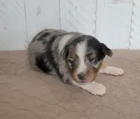 Dodger, a male Miniature Australian Shepherd for sale in Hayfield, MN – 2 of 4