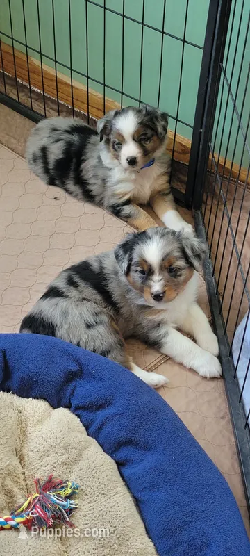 Fenway – Miniature Australian Shepherd puppy for sale in Hayfield, MN