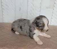 Camellia , a female Miniature Australian Shepherd for sale in Hayfield, MN – 2 of 4