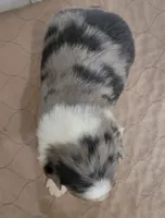 Fenway, a male Miniature Australian Shepherd for sale in Hayfield, MN – 3 of 3