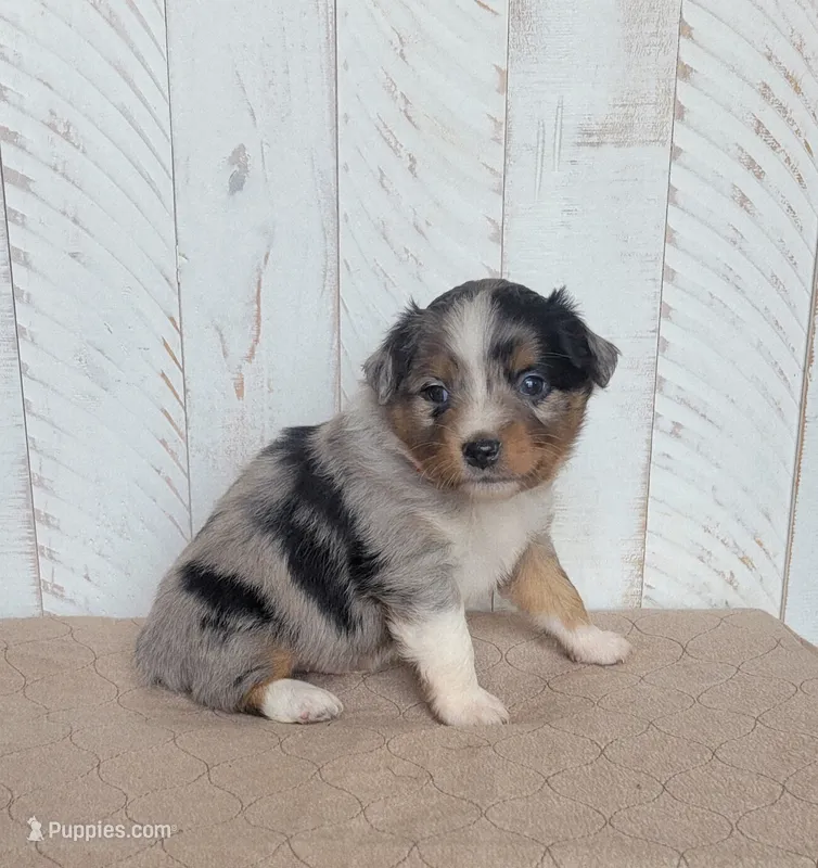 Dodger – Miniature Australian Shepherd puppy for sale in Hayfield, MN