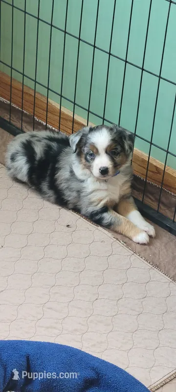 Wrigley – Miniature Australian Shepherd puppy for sale in Hayfield, MN