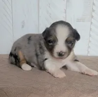 Camellia , a female Miniature Australian Shepherd for sale in Hayfield, MN – 3 of 4