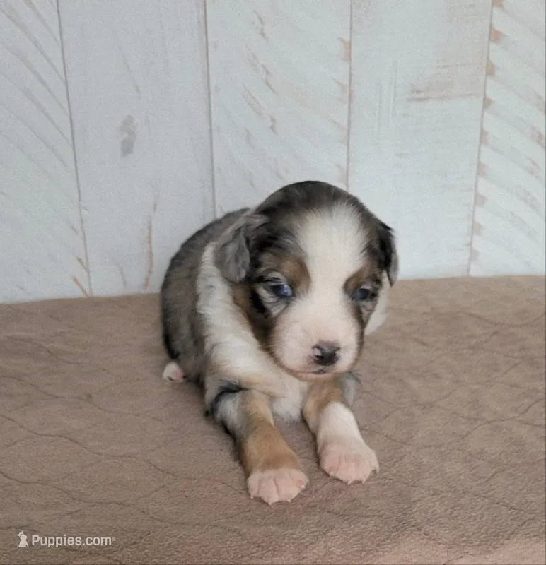 Wrigley  – Miniature Australian Shepherd puppy for sale in Hayfield, MN