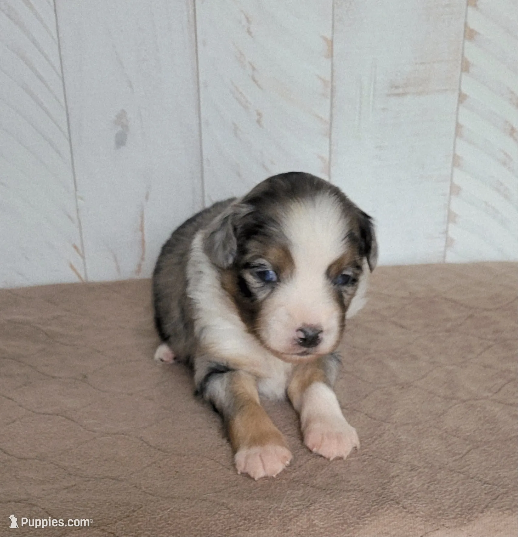 Wrigley , a male Miniature Australian Shepherd for sale in Hayfield, MN – 1 of 4
