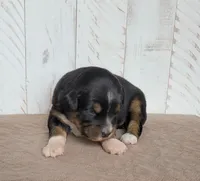 Violet , a female Miniature Australian Shepherd for sale in Hayfield, MN – 4 of 5