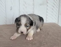 Magnolia, a female Miniature Australian Shepherd for sale in Hayfield, MN – 2 of 4