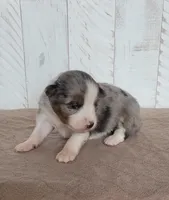 Lilly, a female Miniature Australian Shepherd for sale in Hayfield, MN – 5 of 5