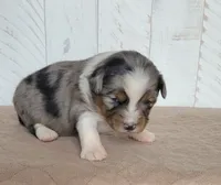 Fenway, a male Miniature Australian Shepherd for sale in Hayfield, MN – 2 of 3