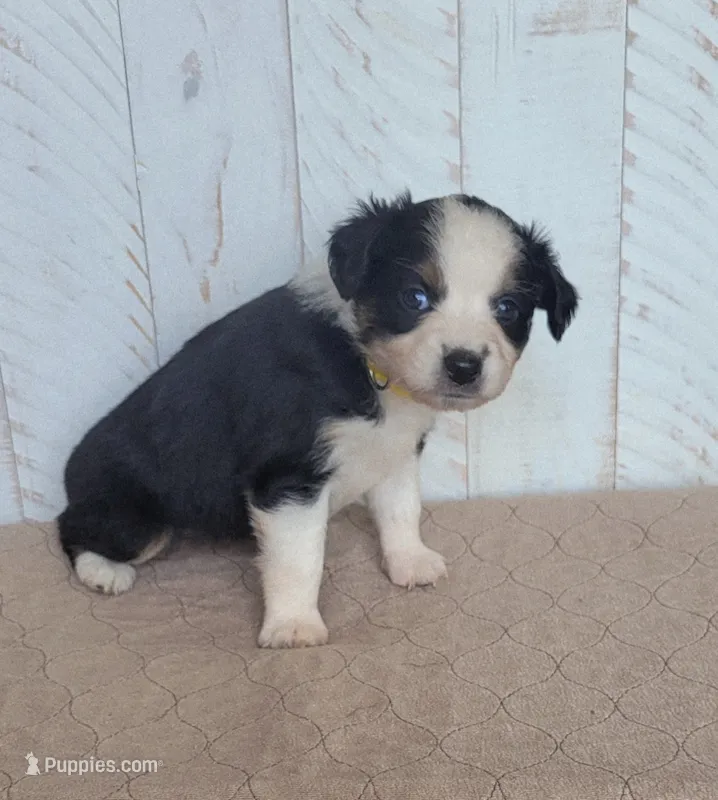 Daisy – Miniature Australian Shepherd puppy for sale in Hayfield, MN
