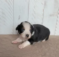 Daisy, a female Miniature Australian Shepherd for sale in Hayfield, MN – 2 of 4