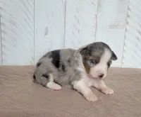 Lilly, a female Miniature Australian Shepherd for sale in Hayfield, MN – 3 of 5