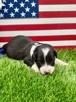 Purple collar B&W male, a male Border Collie for sale in Inman, SC – 3 of 7