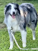 Orange Collar B&W Tri Female, a female Border Collie for sale in Inman, SC – 7 of 7
