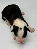 Yellow Collar Black/ White F, a female Border Collie for sale in Inman, SC – Photo 2 of 7