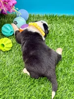 Yellow Collar Black/ White F, a female Border Collie for sale in Inman, SC – 3 of 10