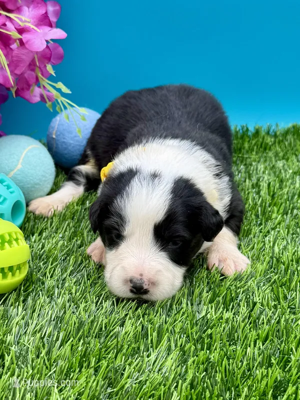 Yellow Collar Black/ White F – Border Collie puppy for sale in Inman, SC