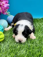 Yellow Collar Black/ White F, a female Border Collie for sale in Inman, SC – 1 of 10