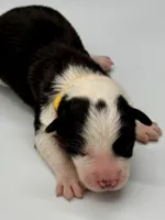 Yellow Collar Black/ White F, a female Border Collie for sale in Inman, SC – Photo 1 of 7