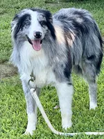 Yellow Collar Black/ White F, a female Border Collie for sale in Inman, SC – Photo 7 of 7