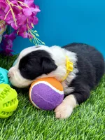 Yellow Collar Black/ White F, a female Border Collie for sale in Inman, SC – 2 of 10