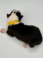 Yellow Collar Black/ White F, a female Border Collie for sale in Inman, SC – Photo 4 of 7