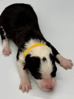 Yellow Collar Black/ White F, a female Border Collie for sale in Inman, SC – Photo 3 of 7