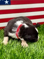 Red Collar B&W male, a male Border Collie for sale in Inman, SC – 4 of 7