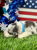 Teal Collar BM female, a female Border Collie for sale in Inman, SC – 2 of 7