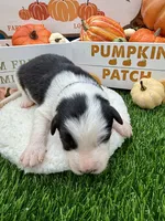 Black/White Male Purple collar, a male Border Collie for sale in Inman, SC – 3 of 7