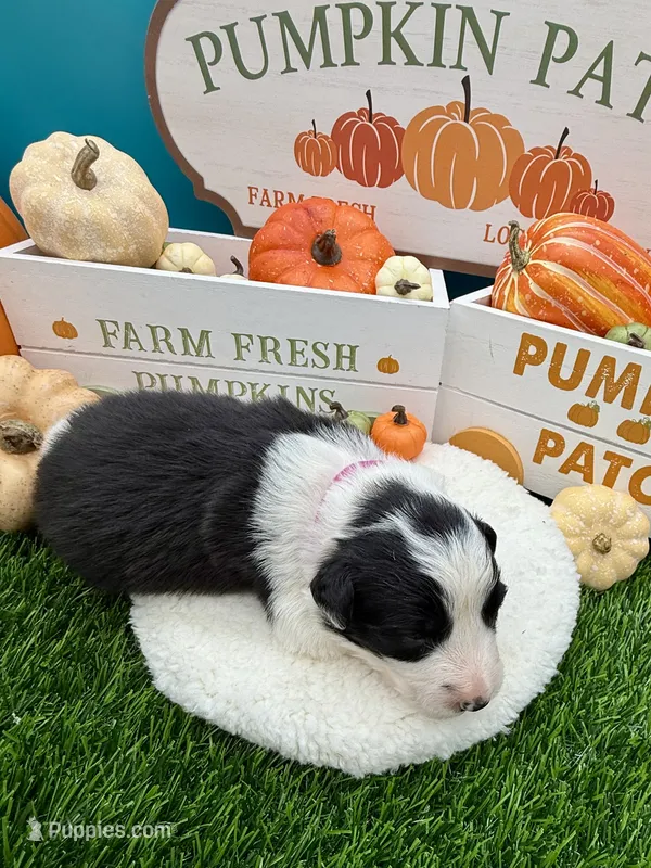 Black & White Female Pink collar – Border Collie puppy for sale in Inman, SC