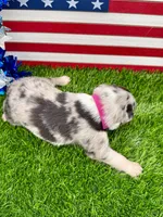 Pink Collar BM female, a female Border Collie for sale in Inman, SC – 5 of 7