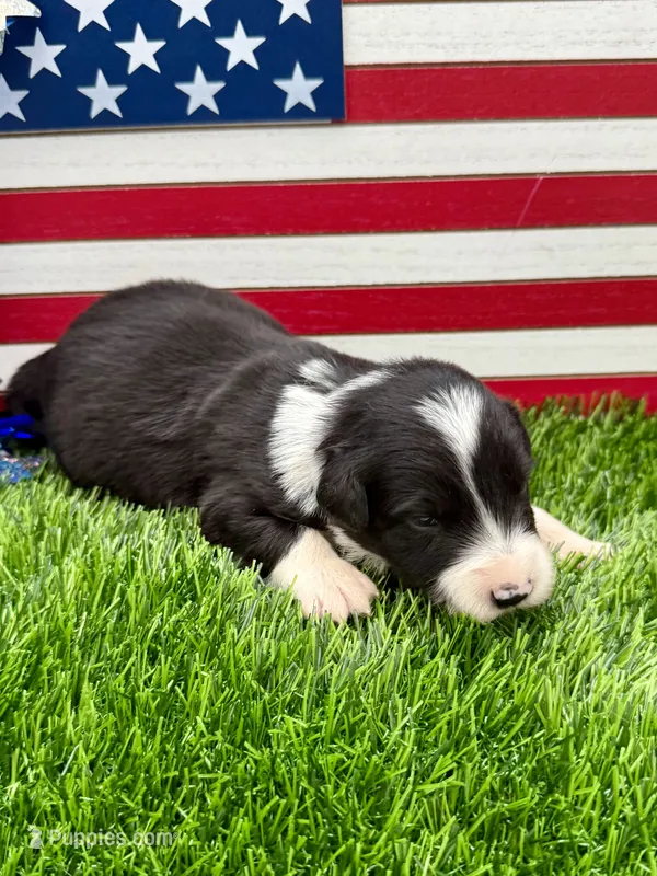 Purple collar B&W male – Border Collie puppy for sale in Inman, SC