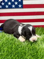 Purple collar B&W male, a male Border Collie for sale in Inman, SC – 1 of 7