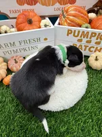 Black & White Male Green collar, a male Border Collie for sale in Inman, SC – 6 of 6