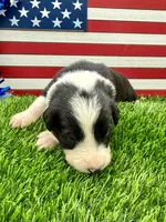 Blue Collar B&W male, a male Border Collie for sale in Inman, SC – 2 of 8