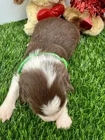 Red & White Tri M Green Collar, a male Border Collie for sale in Inman, SC – Photo 3 of 8