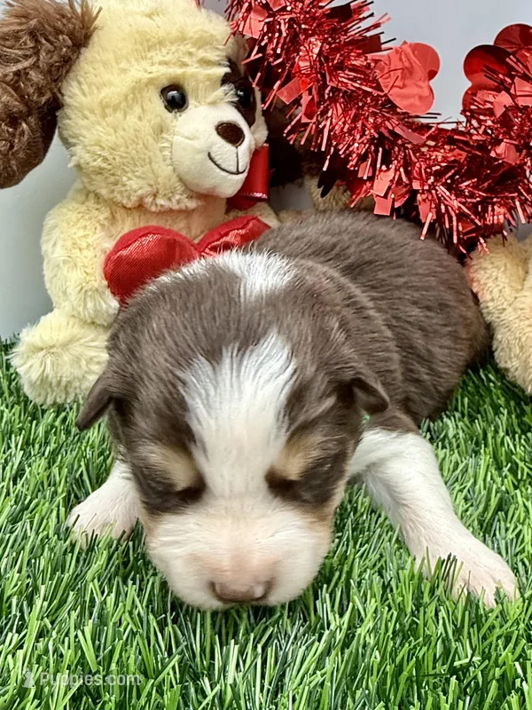 Red & White Tri M Green Collar