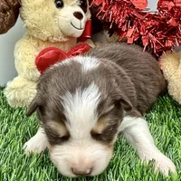 Peter Cottontail Red & White Tri, a male Border Collie for sale in Inman, SC – Photo 5 of 10