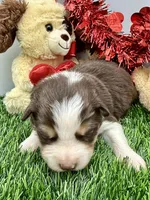 Red & White Tri M Green Collar, a male Border Collie for sale in Inman, SC – Photo 1 of 8