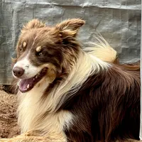 Peter Cottontail Red & White Tri, a male Border Collie for sale in Inman, SC – Photo 10 of 10