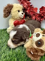 Red & White Tri M Green Collar, a male Border Collie for sale in Inman, SC – Photo 4 of 8