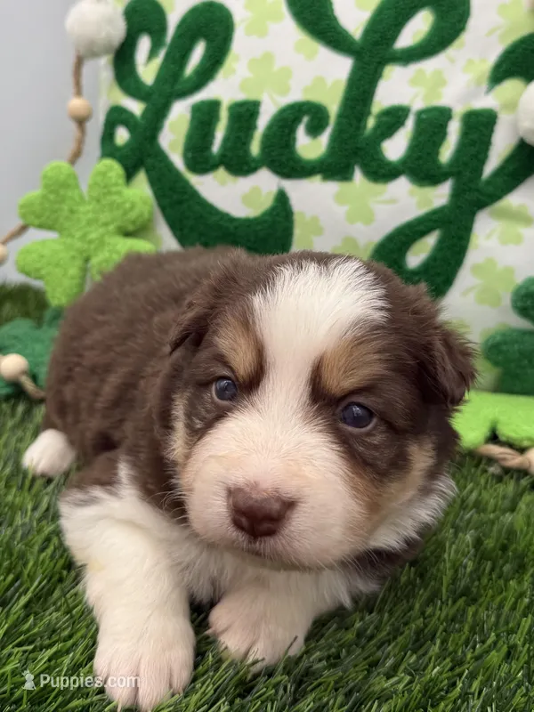 Red & White Tri M Green Collar