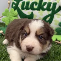 Peter Cottontail Red & White Tri, a male Border Collie for sale in Inman, SC – Photo 4 of 10