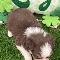 Peter Cottontail Red & White Tri, a male Border Collie for sale in Inman, SC – Photo 6 of 10