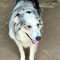 Peter Cottontail Red & White Tri, a male Border Collie for sale in Inman, SC – Photo 8 of 10